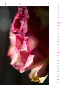 flora 2014 - Kalenderblatt Juni