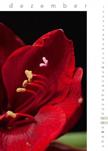 flora 2014 - Kalenderblatt Dezember