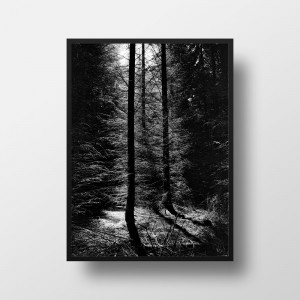 »wald-ortho 04« gerahmt