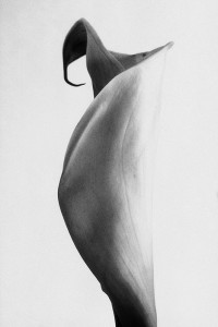 Calla