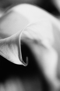 Calla