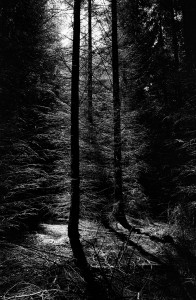 wald-ortho