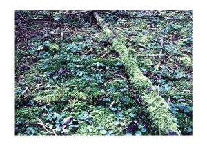 unterholz 2003 - Bilderseite 4 - Color-Fotografie