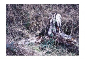 unterholz 2003 - Bilderseite 8 - Color-Fotografie