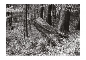 unterholz 2003 - Bilderseite 11 - SW-Fotografie