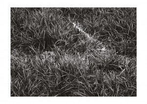 unterholz 2003 - Bilderseite 16 - SW-Fotografie