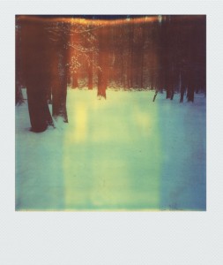 pola-wald