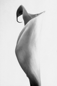 Calla SW
