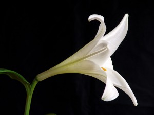 Flora Langzeitkonzept