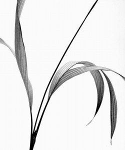 Flora Langzeitkonzept