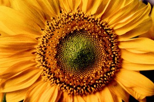 Flora Langzeitkonzept