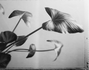 Flora Pola 55