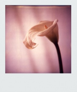 pola-flora SX70