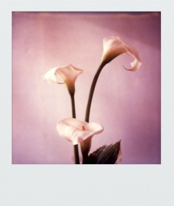 pola-flora SX70