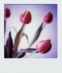 pola-flora SX70