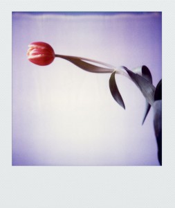 pola-flora SX70