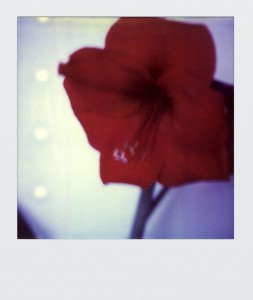 pola-flora SX70