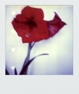 pola-flora SX70