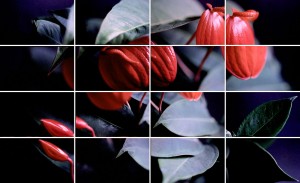 Flora Tableau