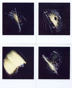 pola scratch 01