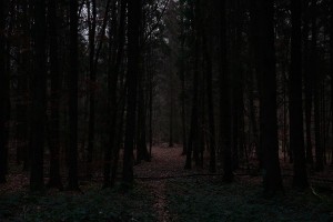 dunkel-wald
