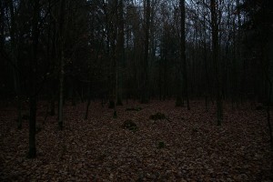 dunkel-wald