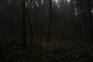 dunkel-wald